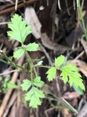 Rubus parvifolius