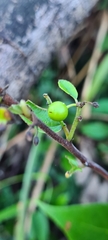 Magnoliales