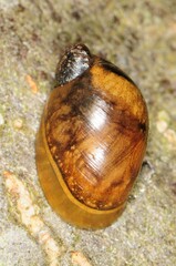 Novisuccinea ovalis