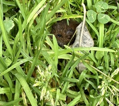 Melanomys caliginosus