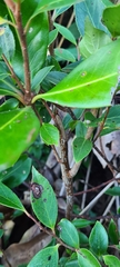 Magnoliales