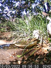Haemorhous mexicanus