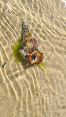 Pyrazus ebeninus