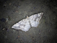 Xerodes rufescentaria
