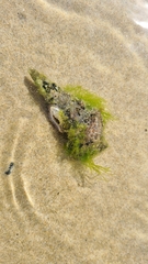 Pyrazus ebeninus