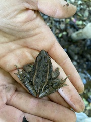 Lithobates sphenocephalus