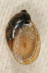 Novisuccinea ovalis