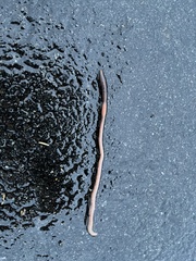 Lumbricus