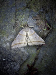 Zanclognatha griselda