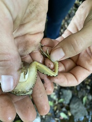 Lithobates sphenocephalus