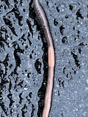 Lumbricus