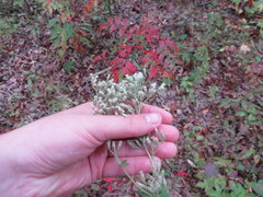 Eupatorium pilosum