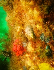 Phasianella australis