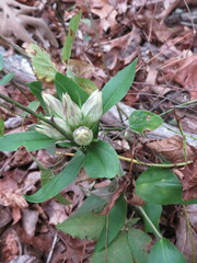 Gentiana villosa
