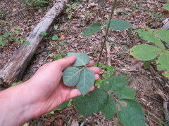 Desmodium viridiflorum