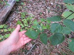 Desmodium viridiflorum