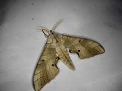 Marumba sperchius sperchius