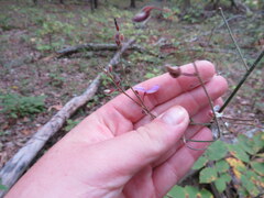Desmodium viridiflorum
