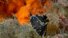 Polycera hedgpethi