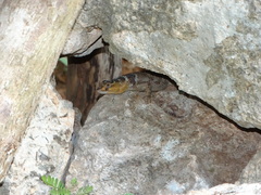 Sceloporus serrifer