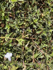 Lindernia anagallidea