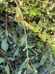 Lindernia anagallidea