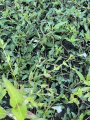 Lindernia anagallidea