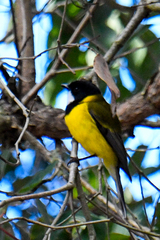 Pachycephala fuliginosa