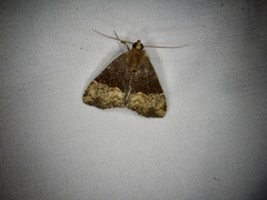 Oglasa bifidalis