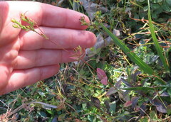 Hypericum gymnanthum