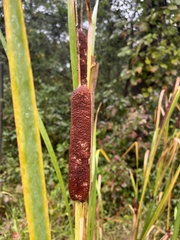 Typha latifolia