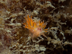 Coryphellina poenicia