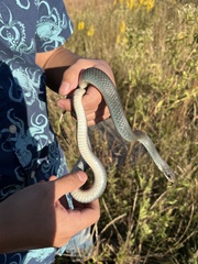 Coluber constrictor foxii