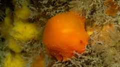 Doriopsilla carneola