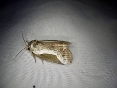 Stenoloba jankowskii