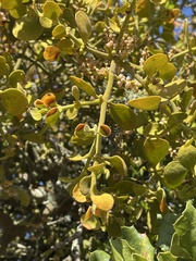 Phoradendron leucarpum tomentosum