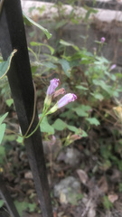Ipomoea triloba