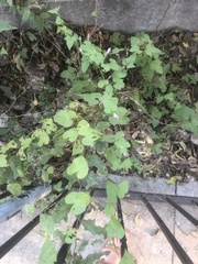 Ipomoea triloba