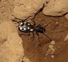 Anthia duodecimguttata