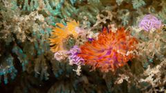 Coryphellina poenicia