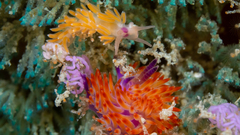 Coryphellina poenicia