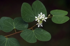 Bauhinia brachycarpa