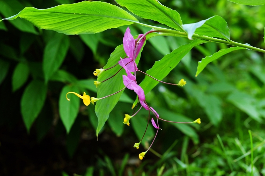 Globba ginger