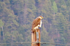 Buteo regalis