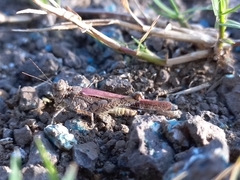 Acrotylus