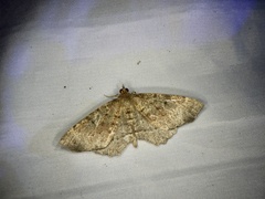 Xerodes rufescentaria