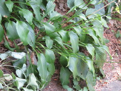 Hosta sieboldii