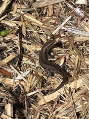 Lampropholis delicata