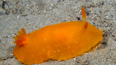 Doriopsilla carneola