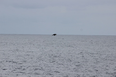 Stercorarius parasiticus